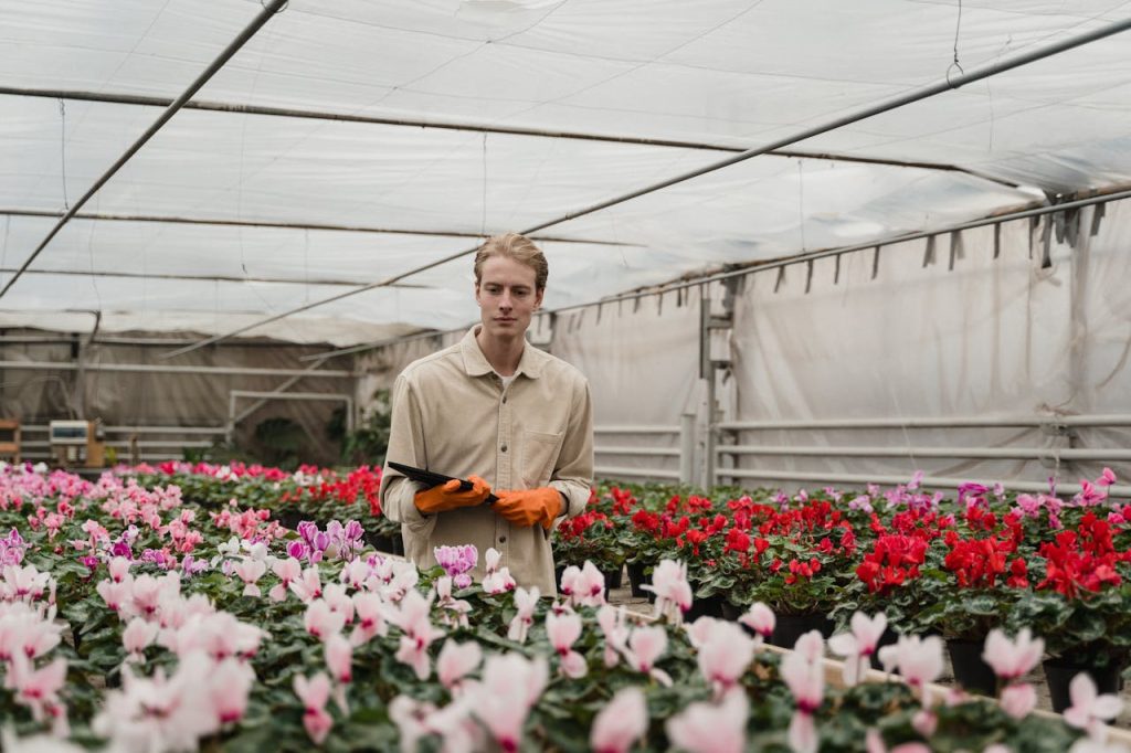 Man holding a tablet while inspecting rows of flowering plants in a greenhouse