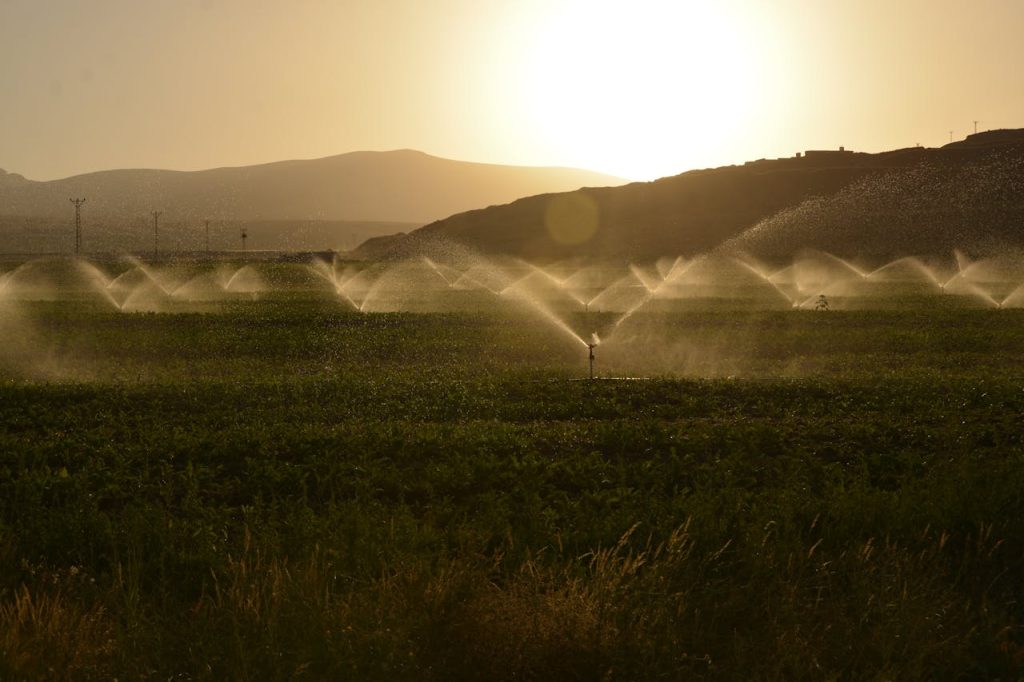 Sprinklers irrigating a green field at sunset